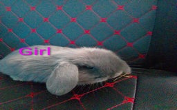 Mini Lop rabbits for sale: Beautiful Mini Lop Bunnies available  - Image 10
