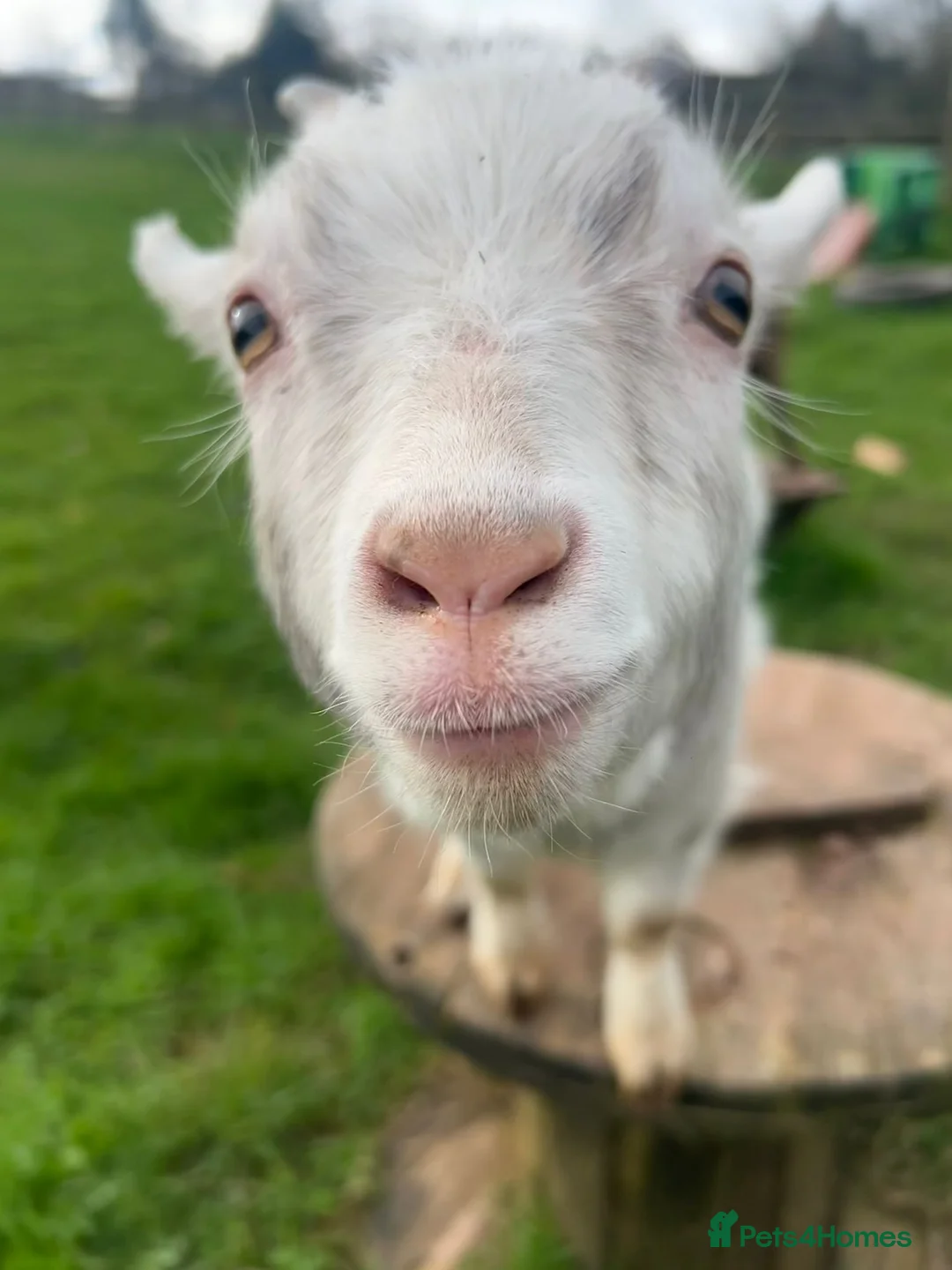 Goats livestock for sale: Pygmy goats for sale! in Chepstow - Advert 6