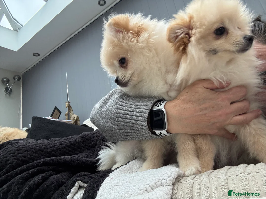 Pomeranian dogs for sale: Pomeranian males looking for there forever home  - Advert 26
