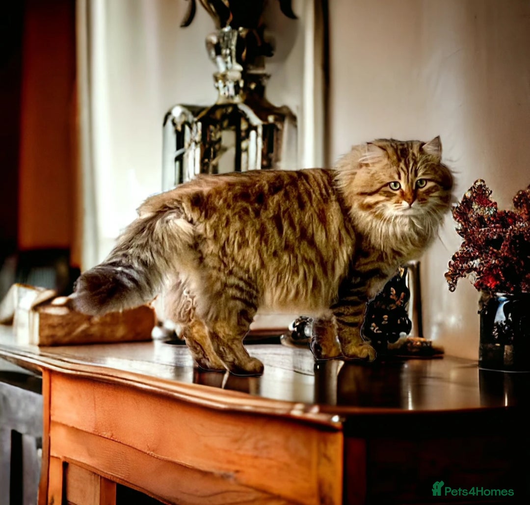 Siberian cats for sale: Hypoallergenic, fluffy, purebred healthy Siberians - Image 7