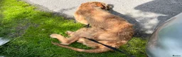Hungarian Vizsla dogs for sale: Wire haired Hungarian Viszla  - Advert 10