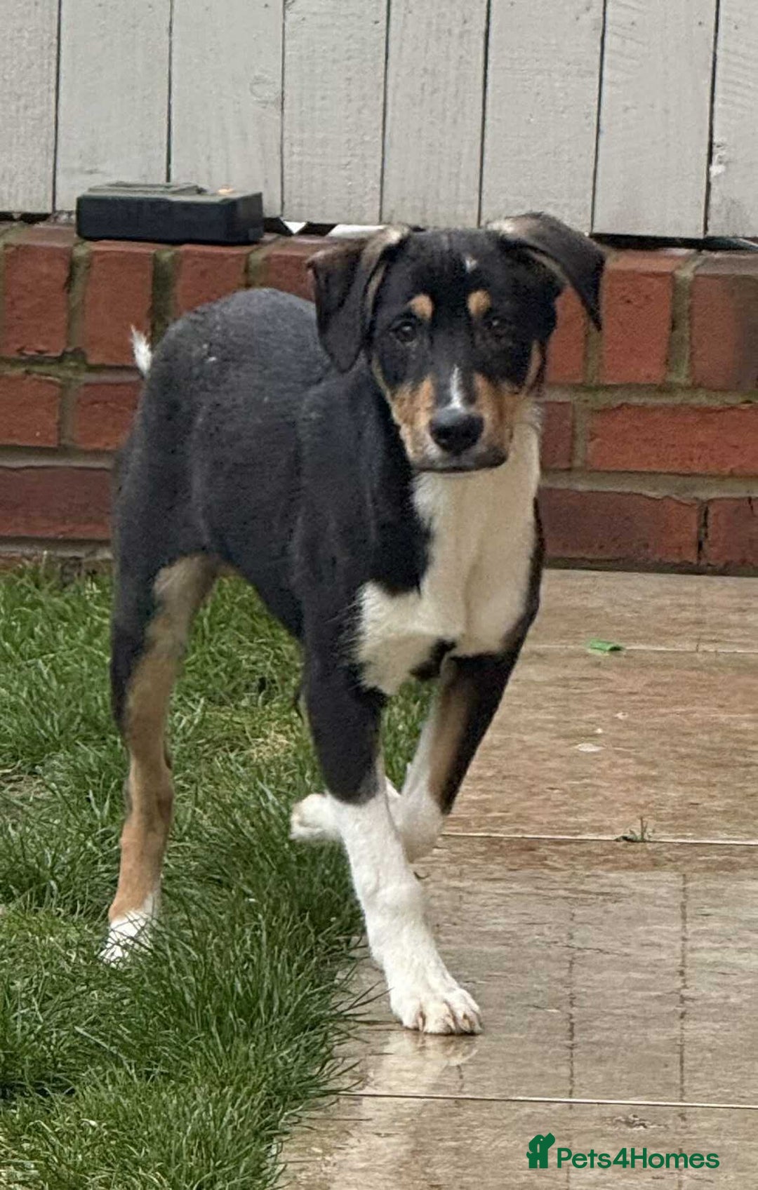 Mixed Breed dogs for adoption: 💕 Drummer 💕 - Advert 3