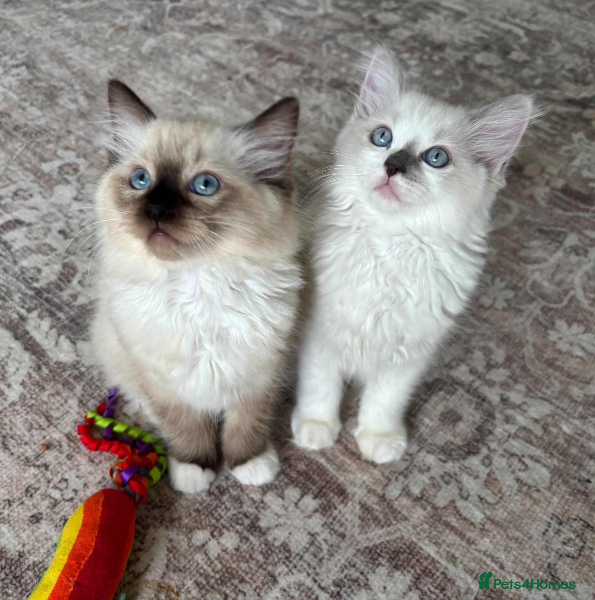 Ragdoll cats TICA REGISTERED PUREBRED RAGDOLL KITTENS AVAILABLE - Advert 10