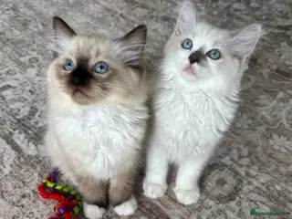Ragdoll cats TICA REGISTERED PUREBRED RAGDOLL KITTENS AVAILABLE - Advert 10