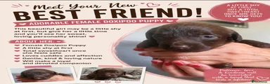 Doxiepoo 2