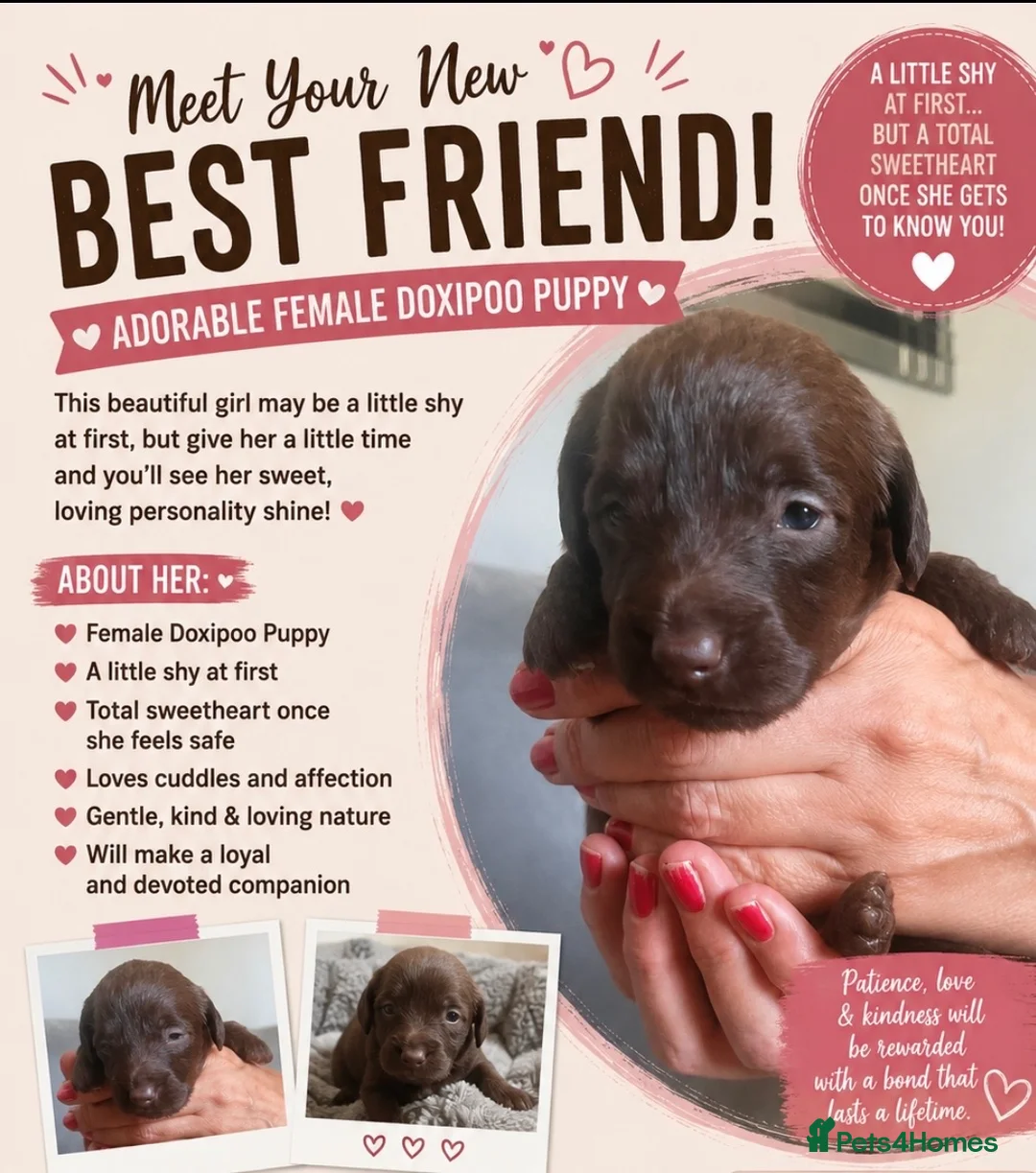 Doxiepoo dogs for sale: My beautiful F1 Doxipoo  - Advert 4