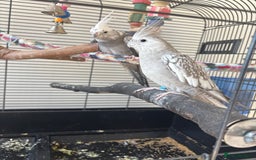 Cockatiels birds for sale: 2x cockatiels for sale and cage/toys - Image 3