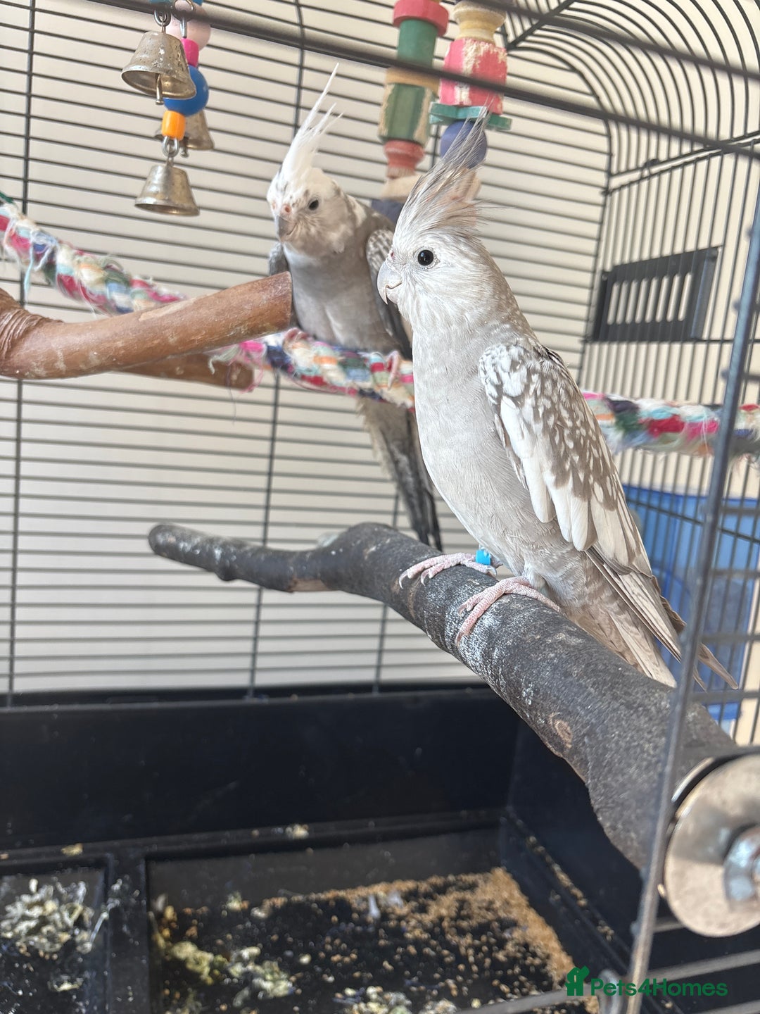 Cockatiels birds for sale: 2x cockatiels for sale and cage/toys - Image 3