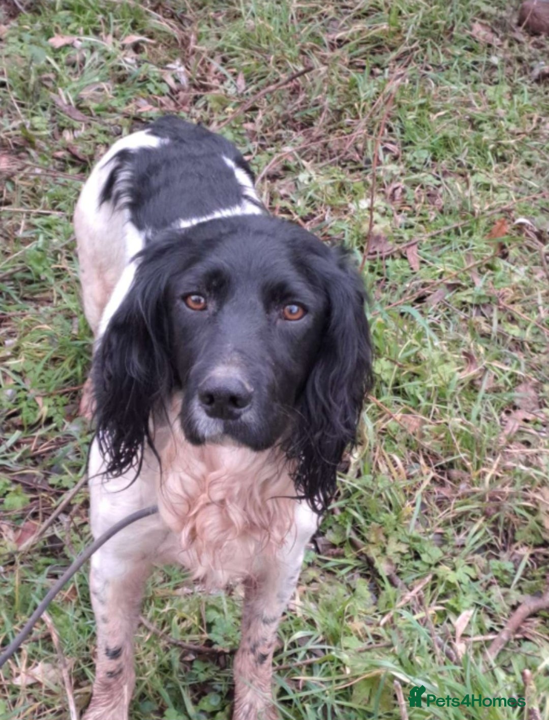 English Springer Spaniel dogs for sale: Kc Registered English Springer Spaniels for sale.  - Advert 5