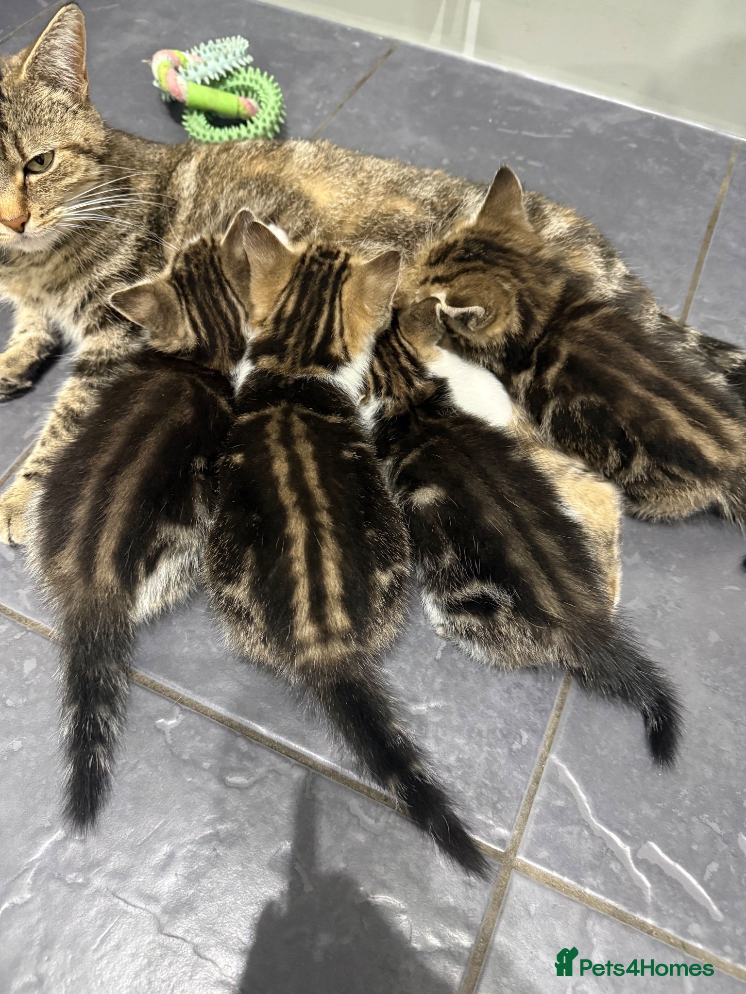 Mixed Breed cats Tabby Kittens  - Advert 4