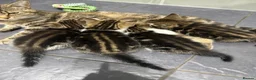 Mixed Breed cats for sale: Tabby Kittens  - Advert 1