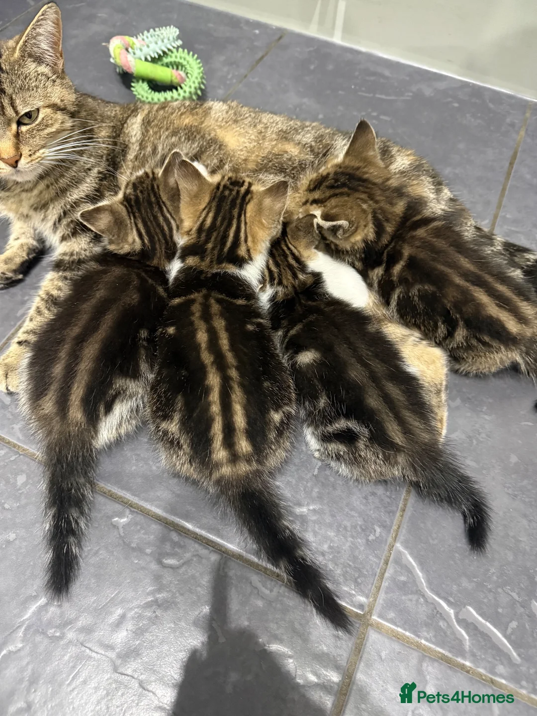 Mixed Breed cats for sale: Tabby Kittens  - Advert 1