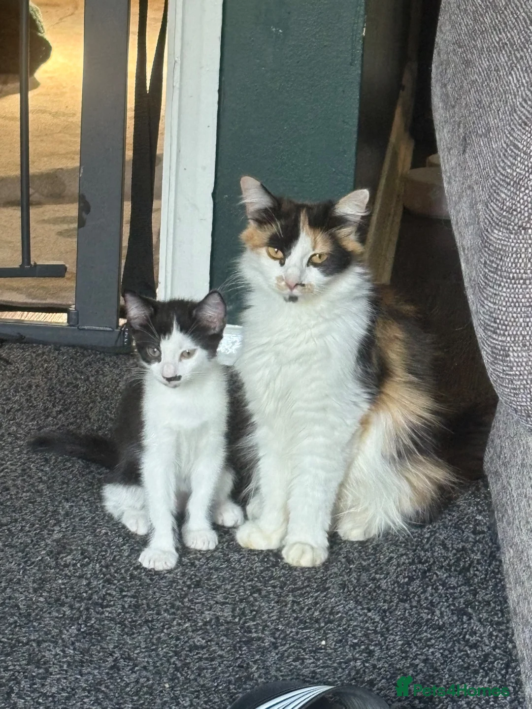Mixed Breed cats for sale: Last boy available  - Advert 2