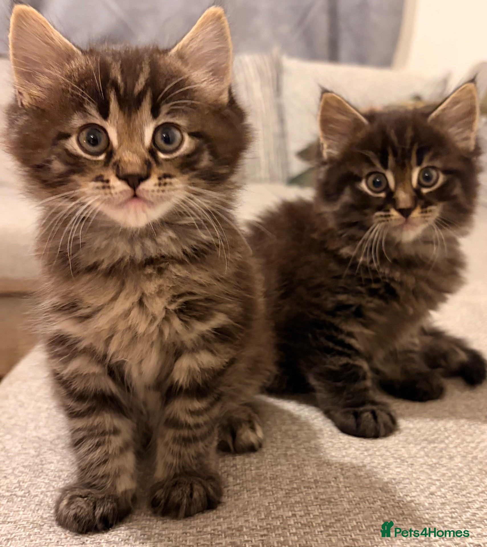 Maine Coon cats Maine coon x BSH Fluffy boys - Advert 14