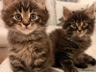 Maine Coon cats Maine coon x BSH Fluffy boys - Advert 14