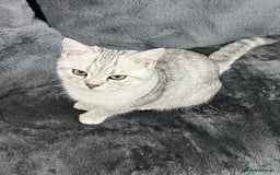 British Shorthair cats for sale: Kittens - Advert 4