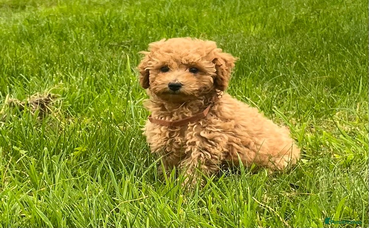Cavapoochon dogs - Advert 2