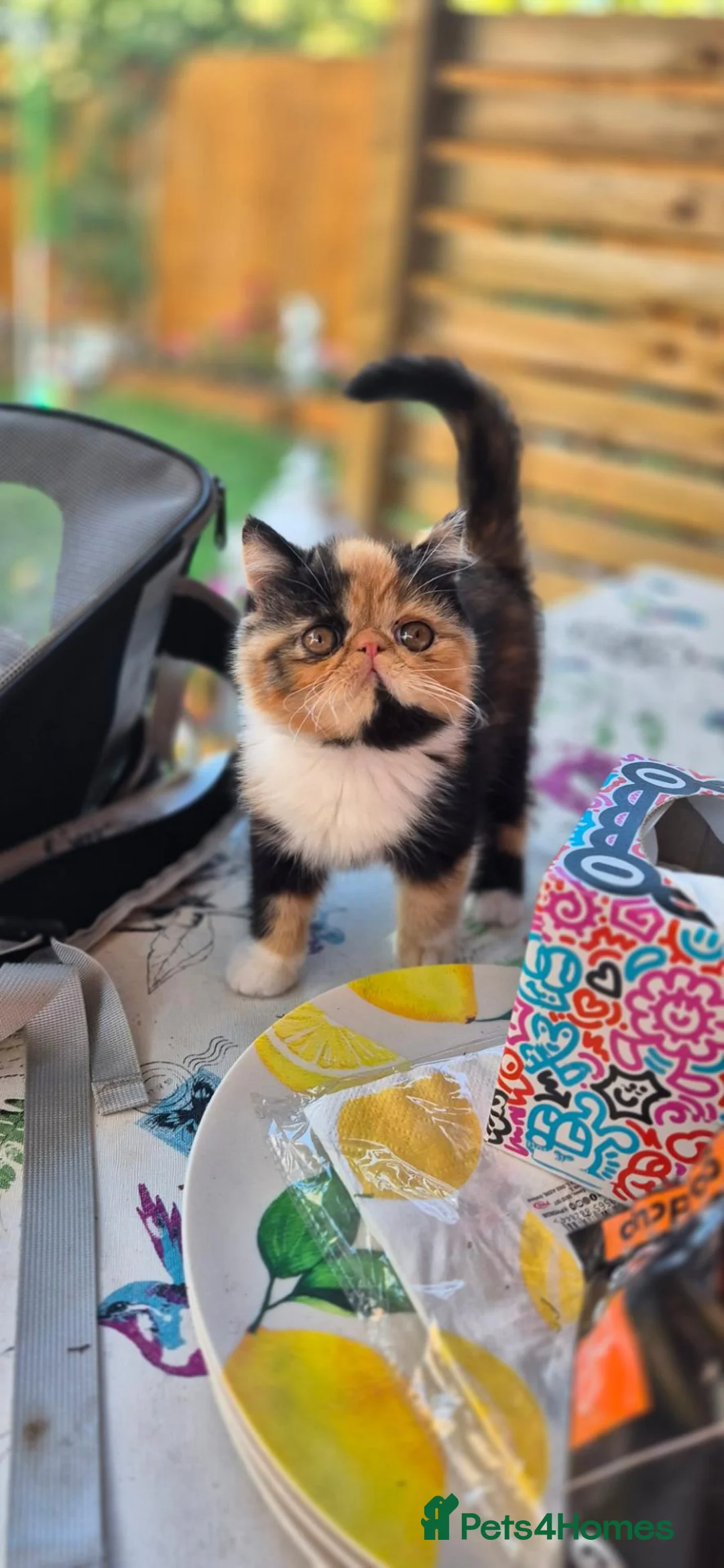 Persian cats for sale: Exotic Persian kittens  - Advert 2