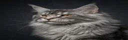 Maine Coon cats for stud: GCCF & TICA BLACK SILVER & TABBY MAINE COON STUDS - Advert 3