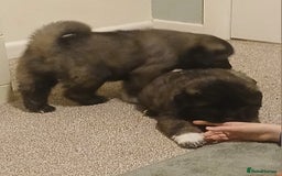 Caucasian Shepherd Dog dogs for sale: Caucasian shepherd puppies for sale  - Advert 6