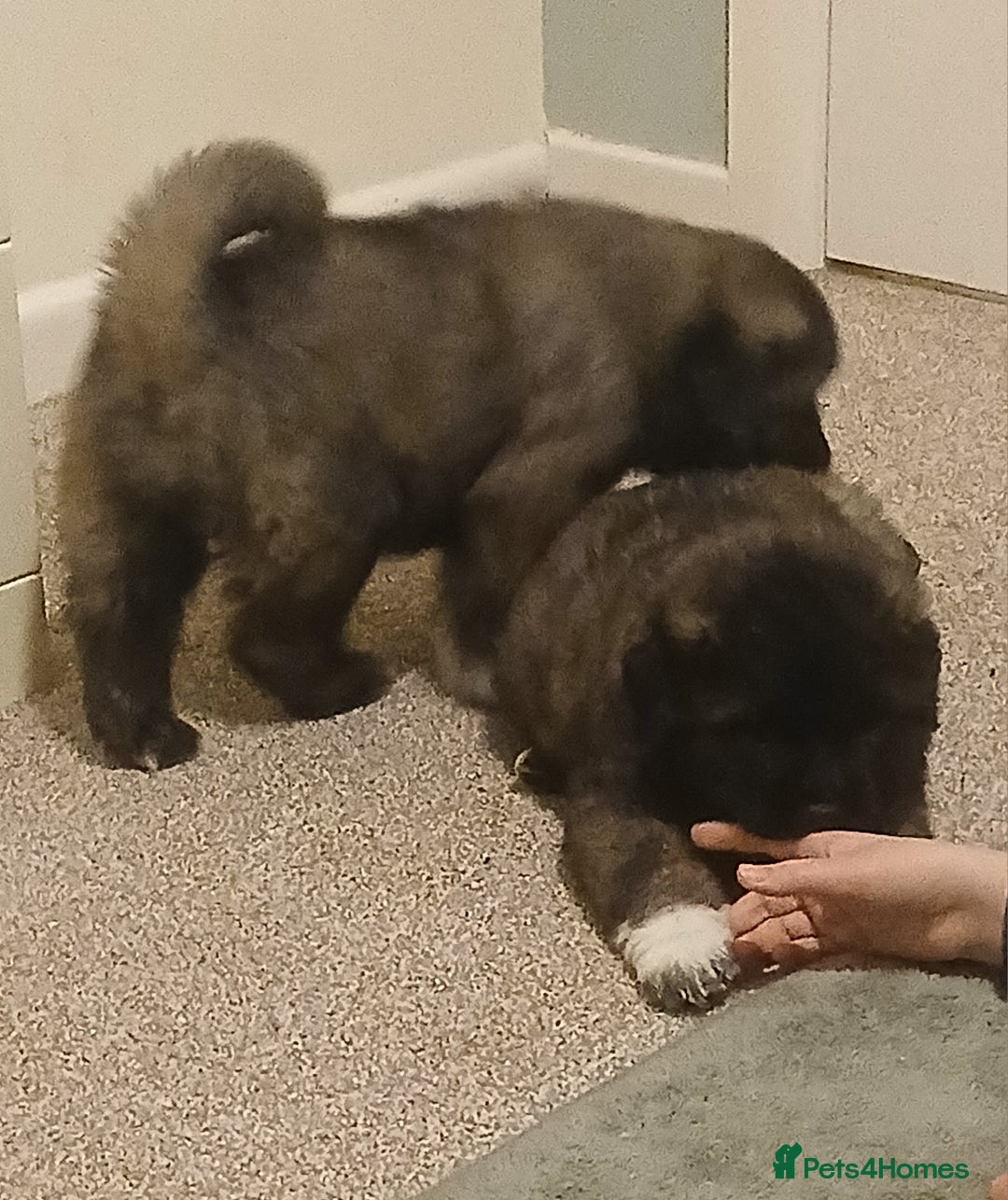 Caucasian Shepherd Dog dogs for sale: Caucasian shepherd puppies for sale  - Advert 6