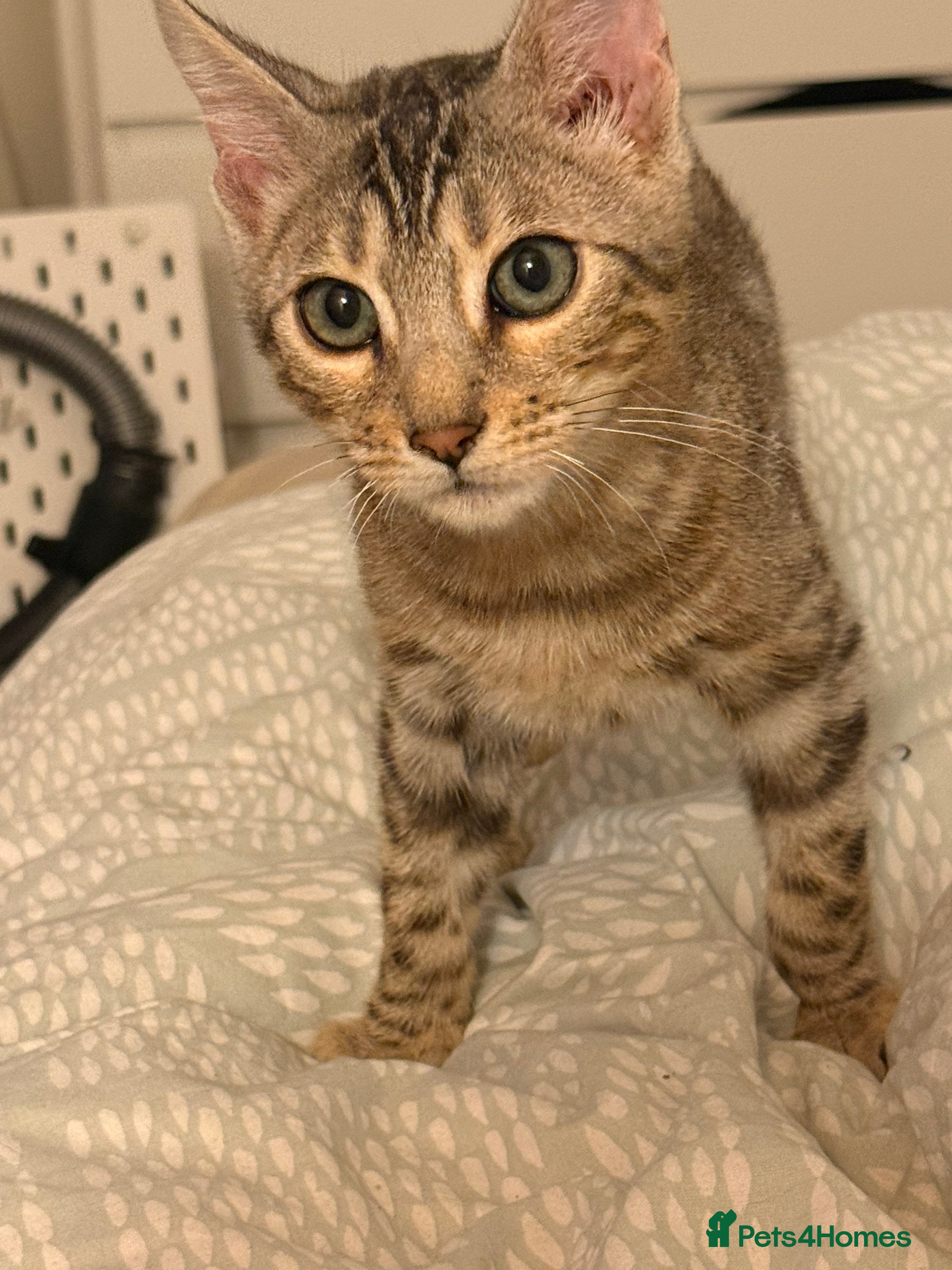 Bengal cats for sale: TICA Registered Gorgeous Bengals  - Advert 2