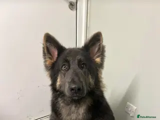 German Shepherd dogs Mia ~ Beautiful German shepherd - Advert 1