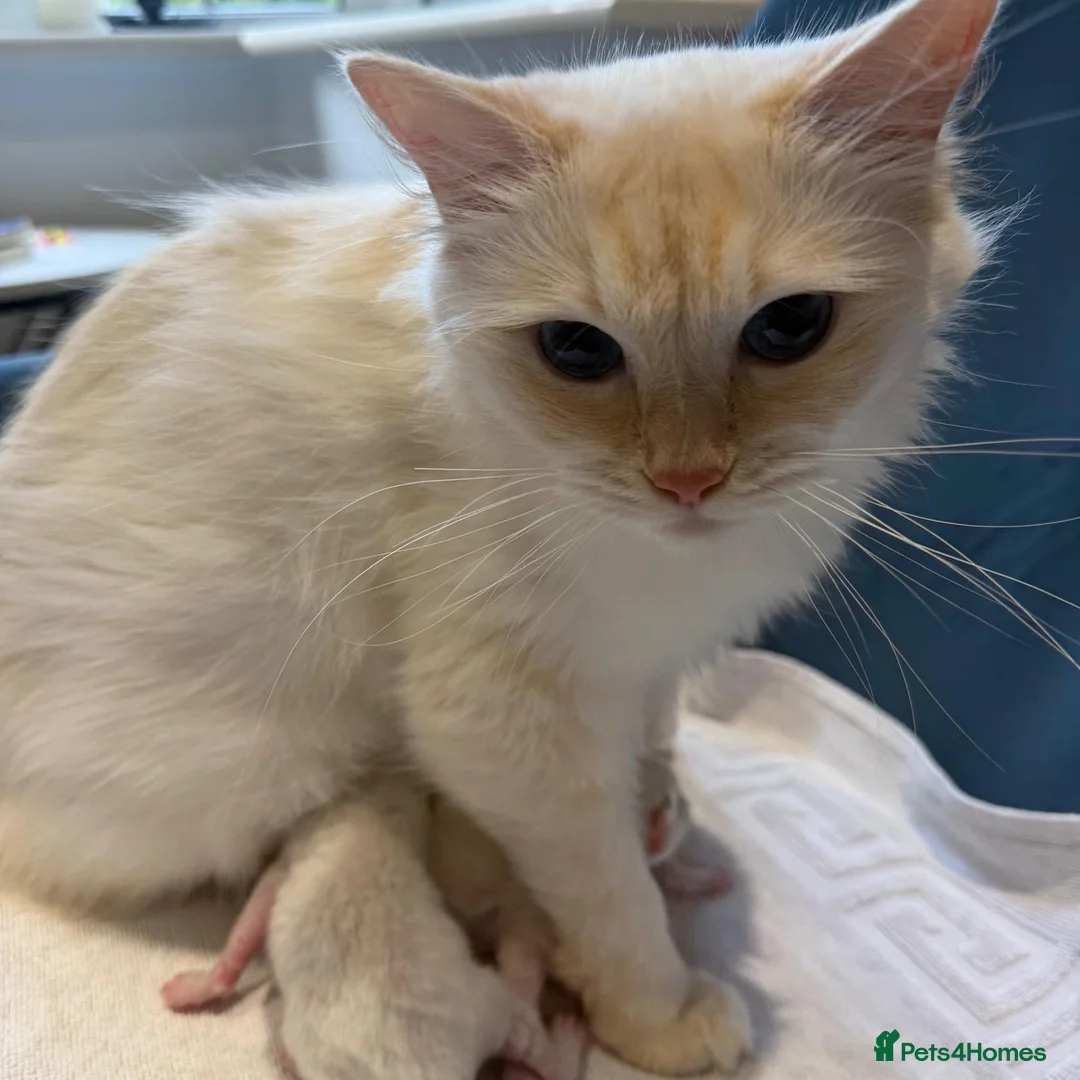 Ragdoll cats for sale: Rare Flame Lynx Ragdoll Kittens excellent Quality  - Advert 2