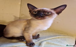 Mixed Breed cats for sale: Bengamese kittens, Bengal/Siamese mix  - Image 7