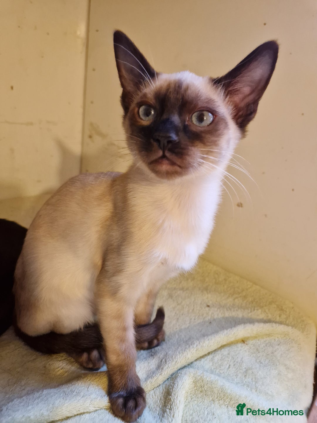 Mixed Breed cats for sale: Bengamese kittens, Bengal/Siamese mix  - Image 7