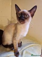 Mixed Breed cats - Advert 3