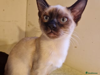 Mixed Breed cats - Advert 1