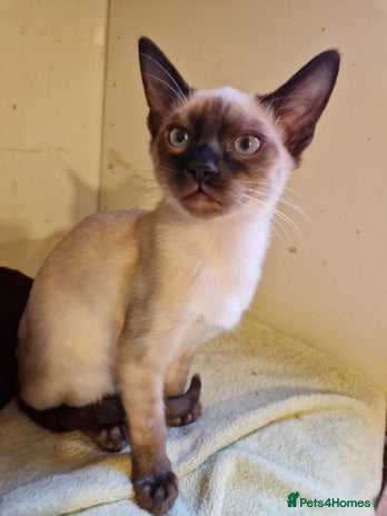 Mixed Breed cats - Advert 1