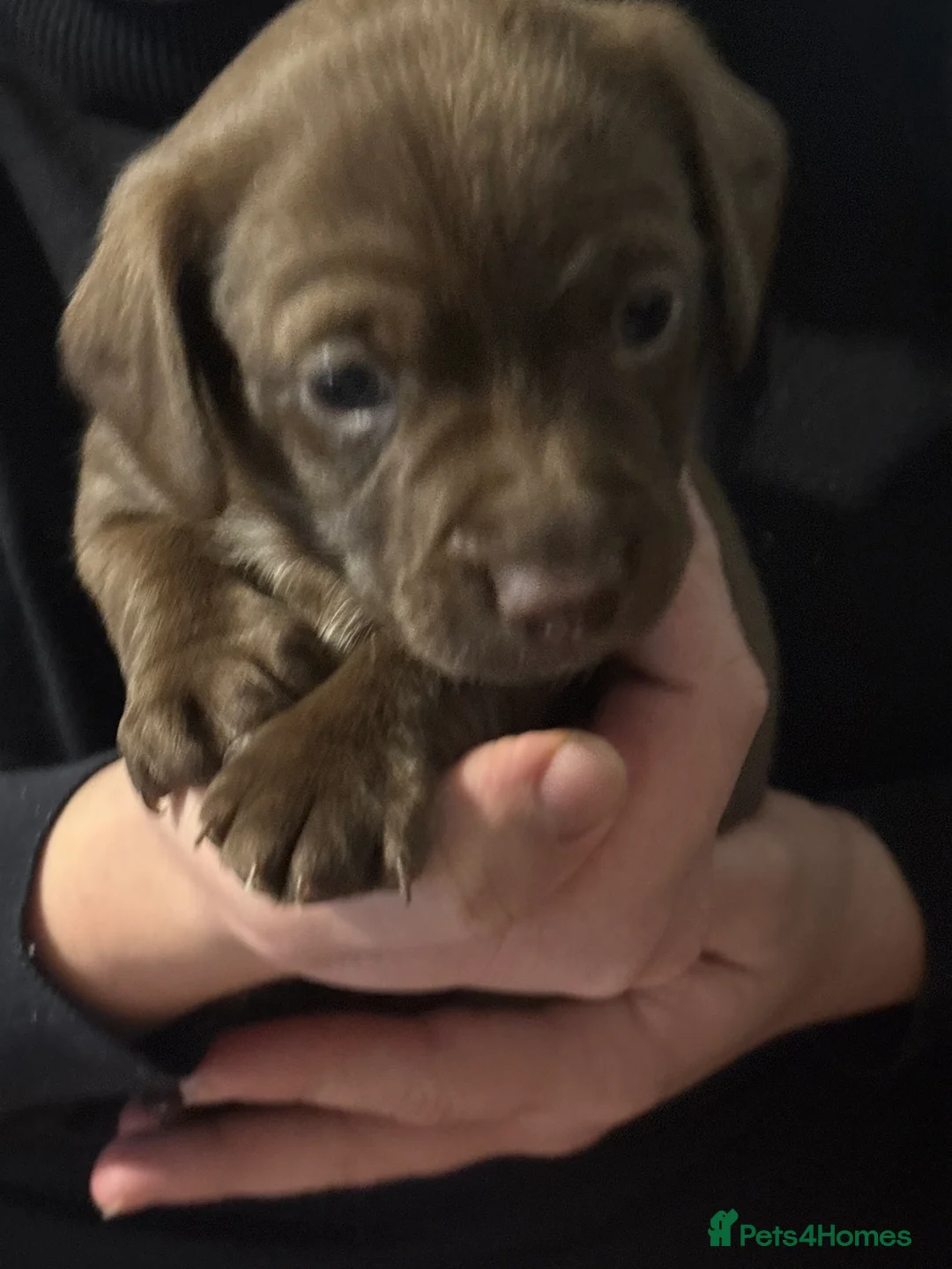 Mixed Breed dogs for sale: Dachshund Cross Pups £450 - Advert 3