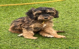 Cockapoo dogs for sale: Cuddly, cute, calm, sable Cockapoo puppies  - Image 7