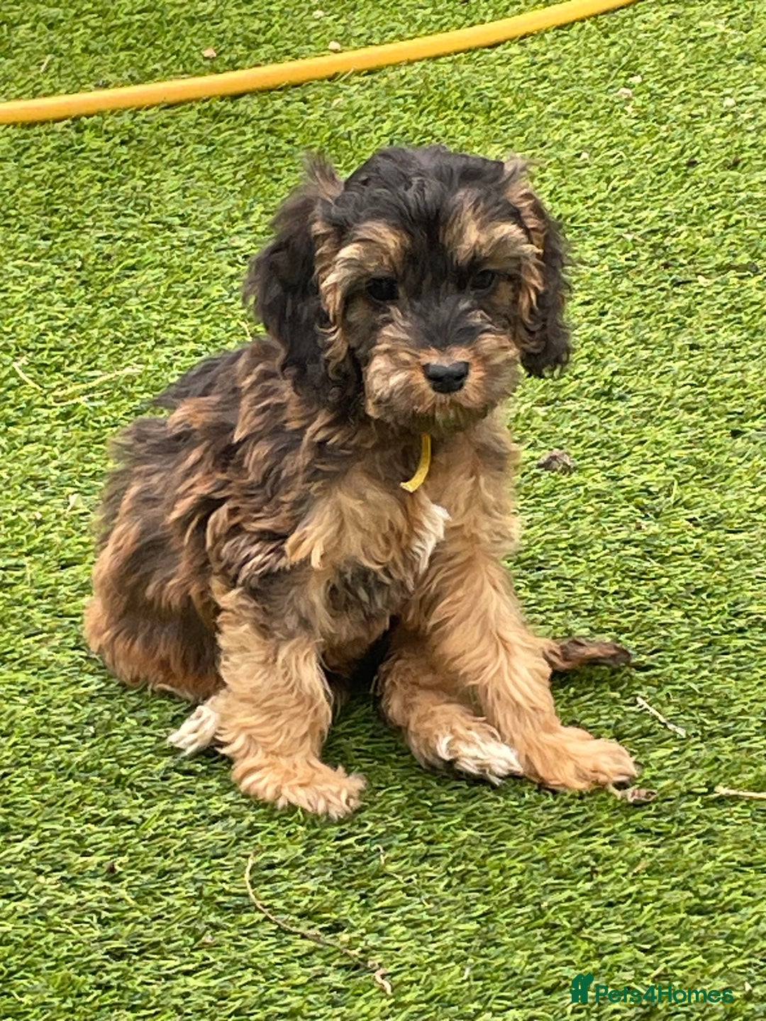 Cockapoo dogs for sale: Cuddly, cute, calm, sable Cockapoo puppies  - Image 7