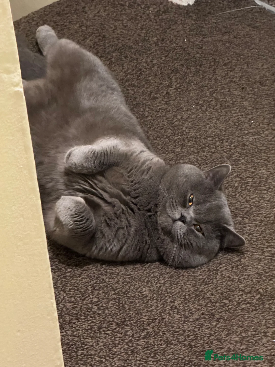 British Shorthair cats for sale: Brother and Sister  in Birmingham - Advert 2