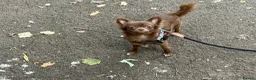 Chihuahua dogs for sale: 2 long haired adult chihuahua girls in Hebburn - Advert 10