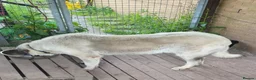 Anatolian Shepherd dogs for sale: Turkish Kangal - Advert 2