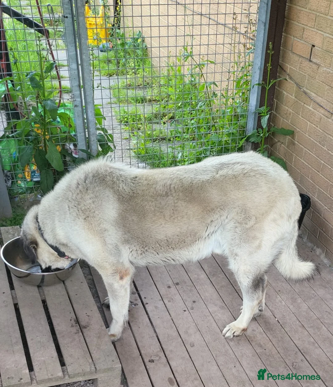 Anatolian Shepherd dogs for sale: Turkish Kangal - Advert 2