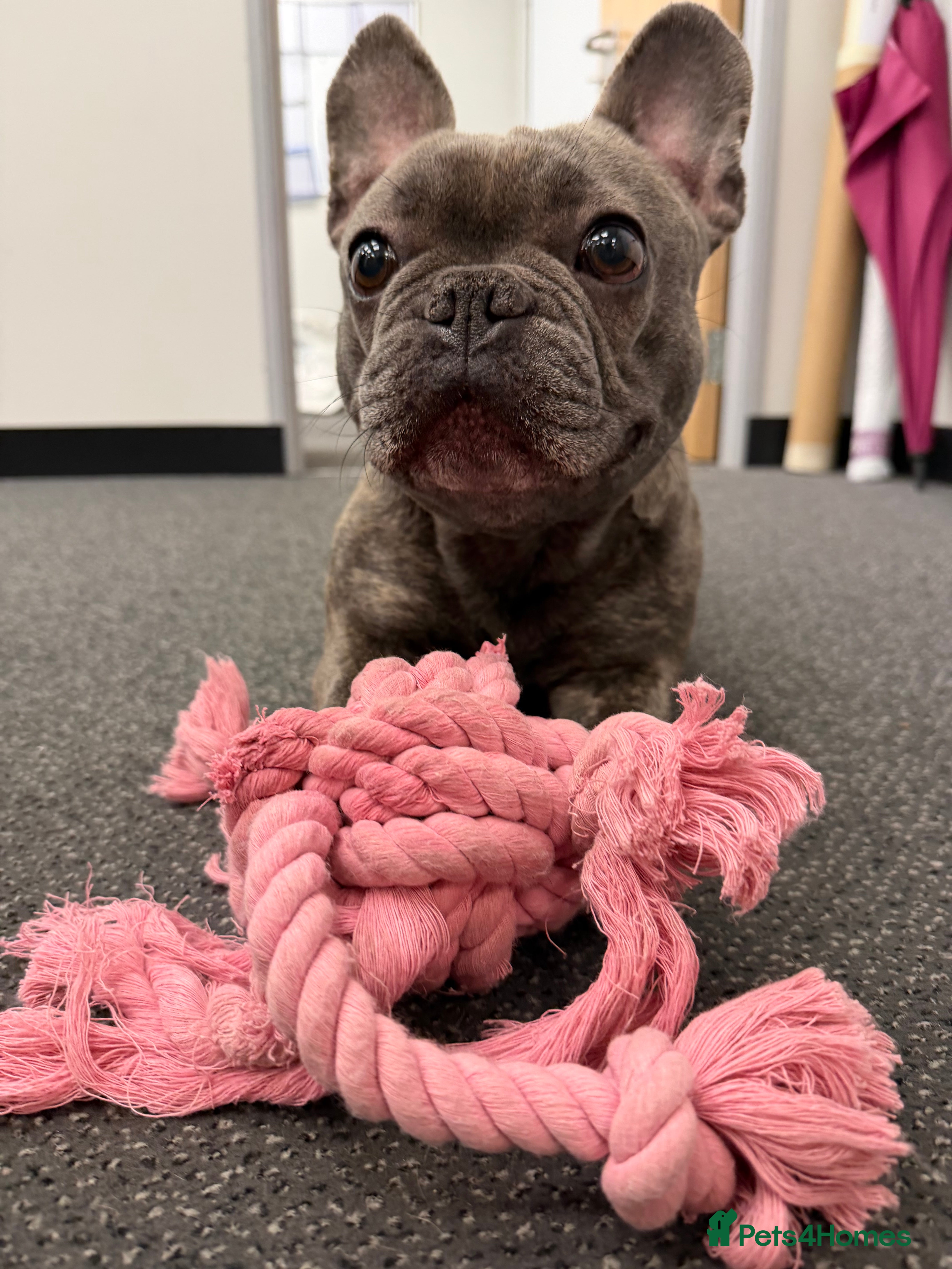 French Bulldog dogs Frenchie for sale - Advert 1