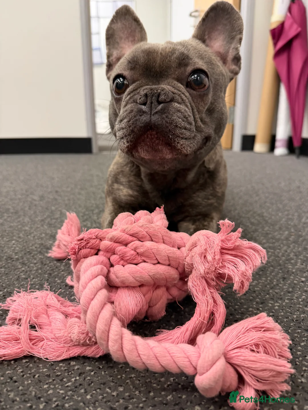 French Bulldog dogs for sale: Frenchie for sale - Advert 1