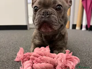 French Bulldog dogs Frenchie for sale - Advert 2