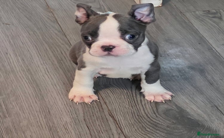Boston Terrier dogs in Leeds - Advert 1