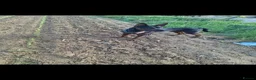 Chinese Red Dog dogs for sale: Chinese Red Dog for sale with heavy heart 💔 - Advert 25