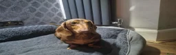 Miniature Dachshund dogs for sale: Chocolate  and tan mini dachshund  - Advert 3