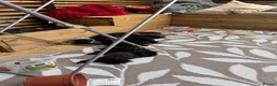 Mixed Breed cats for sale: Mixed Maine coons  - Advert 11