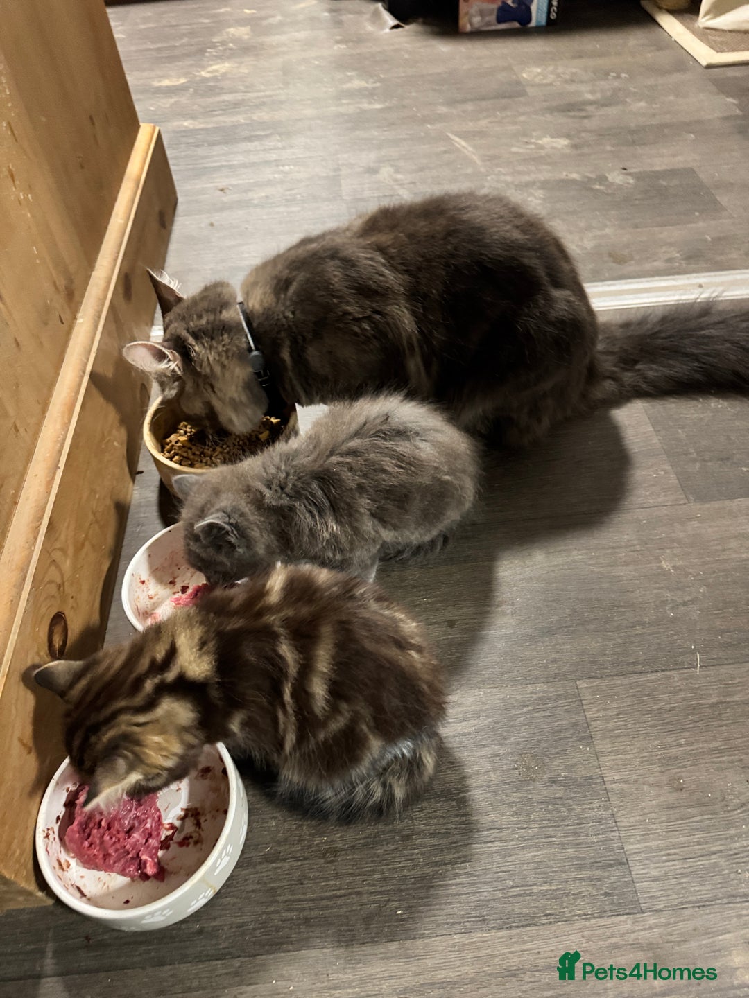 Maine Coon cats for sale: Gorgeous blue female Mainecoon  - Image 4