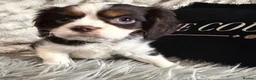 Cavalier King Charles Spaniel dogs for sale: KC REG EXCEPTIONAL EXTENSIVELY HEALTH TESTD PUPS  - Advert 8