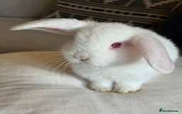 Mini Lop rabbits for sale: Lovely litter of 4 x mini lops - Image 8